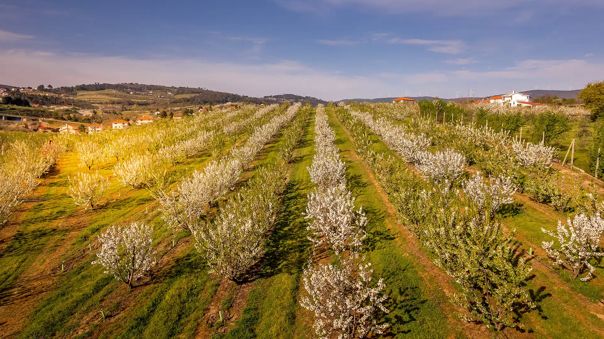 Aerial view of an orchard with rows of blossoming trees in full bloom under a blue sky.